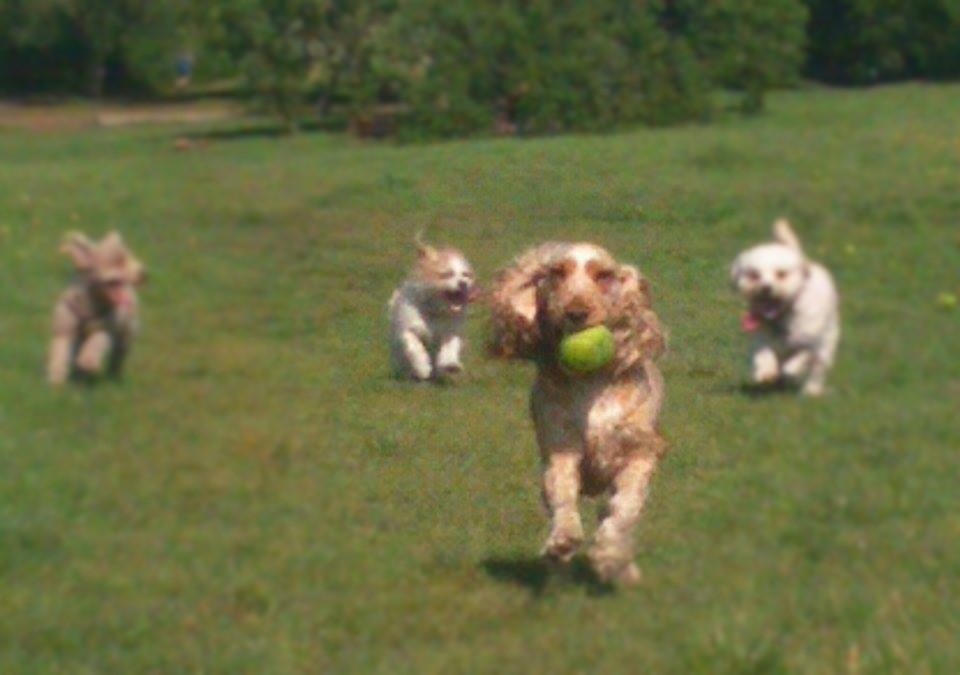 Photo of dog in a field